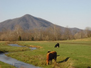 Grazing on Pasture--the Best Life for a Cow