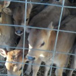 Chisholm-Family-Farm-Calves