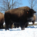 Bison-Grazing-on Snow-Covered-Grass