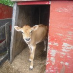 raw-dairy-calf