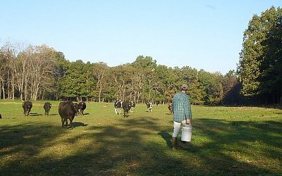 Dry-cows-coming-in