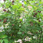 Juneberry Bush Changes Colors with the Seasons