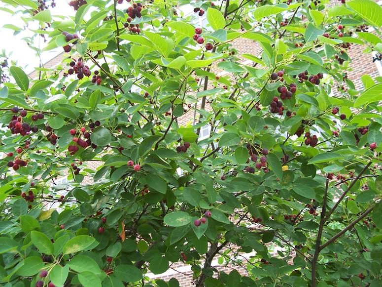 Juneberry Bush Offers Edible Berries And Seasonal Beauty Hartke Is Online