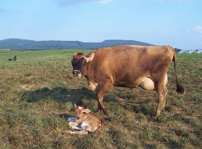 Baby Born Bottle on Mama And Her Newborn Baby Calf  Born That Day