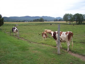 cook-farm-cows