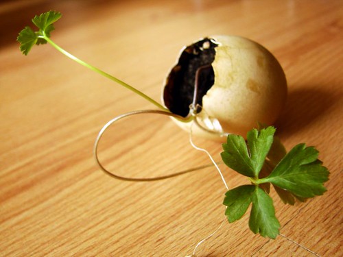 Parsley in the eggshell