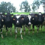Pennsylvania Dairy Cows