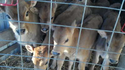 Chisholm-Family-Farm-Calves