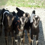 Estrella-Goats