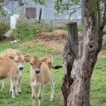 Dairy-Calves