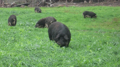 Mangalitsa-Pigs-Grazing