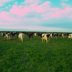 Organic-Pasture-Based-Artisan-Dairying