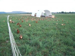 Shank-chickens-on-pasture