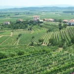 Slovenian-Winery-Biljana