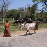 -India-Woman-Cow