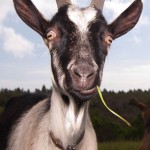 goat-protest