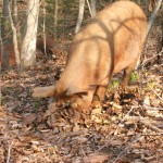The Forest--Species Appropriate Diet for Pigs