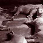 Factory Farms Behind Pig Genocide in Michigan